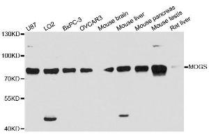 Western blot analysis of extracts of various cell lines, using MOGS antibody. (GCS1 Antikörper  (AA 60-320))