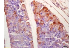 Immunohistochemistry (IHC) image for anti-serum/glucocorticoid Regulated Kinase Family, Member 3 (SGK3) (AA 40-90) antibody (ABIN1387590)