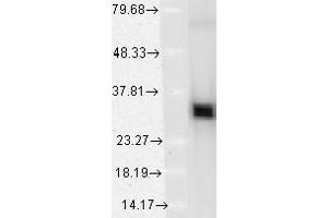 Image no. 1 for anti-Heme Oxygenase (Decycling) 1 (HMOX1) (AA 1-30) antibody (ABIN466899) (HMOX1 Antikörper  (AA 1-30))