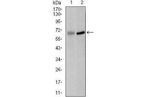 Western blot analysis using PLK1 mouse mAb against K562 (1) and Raji (2) cell lysate. (PLK1 Antikörper  (AA 331-508))