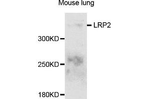 Western blot analysis of extracts of mouse lung, using LRP2 antibody (ABIN5995557) at 1/1000 dilution. (LRP2 Antikörper)