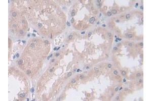 IHC-P analysis of Human Kidney Tissue, with DAB staining. (Persephin Antikörper  (AA 29-156))