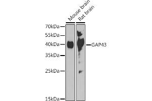 Western blot analysis of extracts of various cell lines, using G antibody (ABIN7267516) at 1:1000 dilution. (GAP43 Antikörper  (AA 1-238))