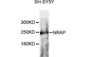 Western blot analysis of extracts of SH-SY5Y cells, using NRAP antibody (ABIN6293748) at 1:3000 dilution.