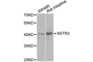 Western blot analysis of extracts of various cell lines, using SSTR2 antibody (ABIN5971606) at 1/1000 dilution. (SSTR2 Antikörper)