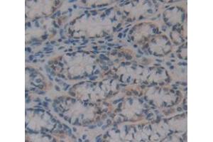 IHC-P analysis of Mouse Tissue, with DAB staining. (RBP2 Antikörper  (AA 1-134))
