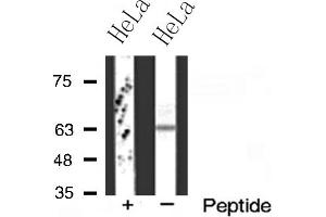 Western blot analysis of FZD2 expression in HeLa cells (FZD2 Antikörper  (Internal Region))