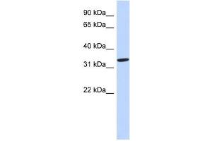 AZGP1 antibody used at 1 ug/ml to detect target protein. (AZGP1 Antikörper  (N-Term))