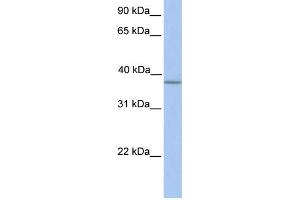 WB Suggested Anti-A4GNT Antibody Titration:  0. (A4GNT Antikörper  (N-Term))