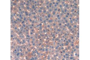 IHC-P analysis of liver tissue, with DAB staining. (KNG1 Antikörper  (AA 378-430))