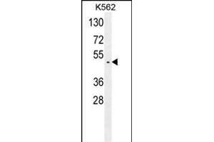 GTPBP2 Antibody (C-term) (ABIN654178 and ABIN2844034) western blot analysis in K562 cell line lysates (35 μg/lane). (GTPBP2 Antikörper  (C-Term))
