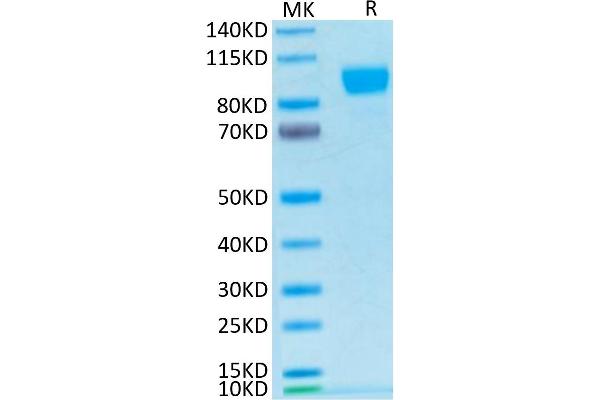 ErbB2/Her2 Protein (His-Avi Tag,Biotin)