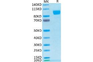 Biotinylated Human Her2/ErbB2 on Tris-Bis PAGE under reduced condition. (ErbB2/Her2 Protein (His-Avi Tag,Biotin))
