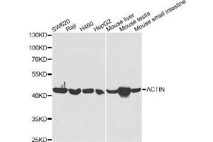 Western blot analysis of extracts of various cell lines, using ACAT1 antibody (ABIN6292593) at 1:5000 dilution. (ACAT1 Antikörper)