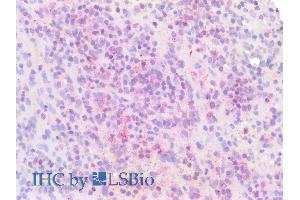 ABIN6391353 (5µg/ml) staining of paraffin embedded Human Spleen. (IRF4 Antikörper  (AA 393-407))