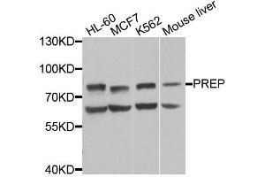Western blot analysis of extracts of various cell lines, using PREP antibody (ABIN6003570) at 1/1000 dilution. (PREP Antikörper)