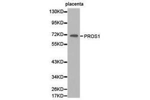 Western Blotting (WB) image for anti-Protein S (PROS) antibody (ABIN1874341) (PROS1 Antikörper)