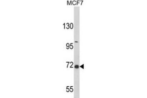 Western Blotting (WB) image for anti-GRB2-Associated Binding Protein 2 (GAB2) antibody (ABIN3002870) (GAB2 Antikörper)