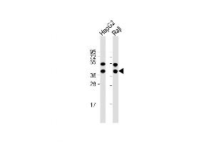 Western Blot at 1:1000 dilution Lane 1: HepG2 whole cell lysate Lane 2: Raji whole cell lysate Lysates/proteins at 20 ug per lane. (GLRX3 Antikörper  (N-Term))