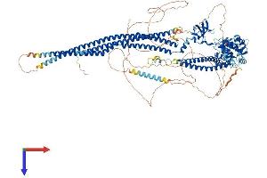 SRGAP3 Protein (AA 1-1099) (His tag)