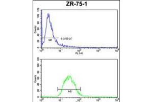 PTGER2 Antibody FC analysis of ZR-75-1 cells (bottom histogram) compared to a negative control cell (top histogram). (PTGER2 Antikörper  (AA 118-147))