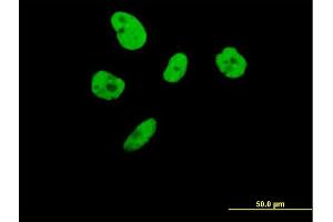 Immunofluorescence (IF) image for anti-Interleukin enhancer-binding factor 3 (ILF3) (AA 1-702) antibody (ABIN517147)