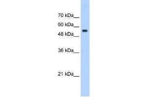 PODXL antibody used at 0. (PODXL Antikörper  (Middle Region))