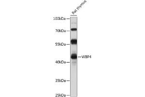 Western blot analysis of extracts of Rat thymus, using WBP4 antibody (ABIN7271392) at 1:1000 dilution.