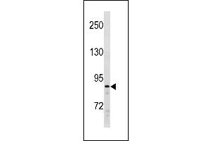 SUZ12 Antibody (C-term) (ABIN1881858 and ABIN2843258) western blot analysis in Ramos cell line lysates (35 μg/lane). (SUZ12 Antikörper  (C-Term))