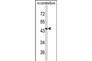 Western blot analysis of FMOD Antibody in mouse cerebellum tissue lysates (35ug/lane) (Fibromodulin Antikörper  (C-Term))