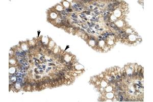 Nucleobindin 2 antibody was used for immunohistochemistry at a concentration of 4-8 ug/ml to stain Epithelial cells of intestinal villus (arrows) in Human Intestine. (NUCB2 Antikörper  (Middle Region))