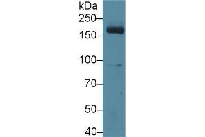 Detection of MPO in Mouse Serum using Polyclonal Antibody to Myeloperoxidase (MPO) (Myeloperoxidase Antikörper  (AA 253-718))