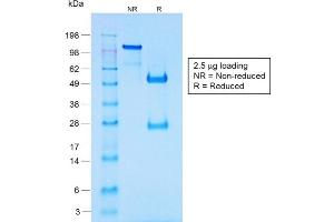 SDS-PAGE Analysis of Purified CHGA Rabbit Recombinant Monoclonal Antibody ABIN6383805. (Rekombinanter Chromogranin A Antikörper)