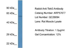 Western Blotting (WB) image for anti-Tektin 3 (TEKT3) (N-Term) antibody (ABIN2787333) (Tektin 3 Antikörper  (N-Term))