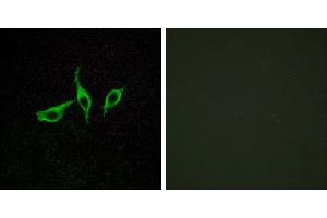 Peptide - +Western blot analysis of extracts from LOVO cells, using GPR120 antibody.