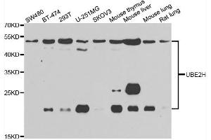 Western blot analysis of extracts of various cell lines, using UBE2H antibody. (UBE2H Antikörper)