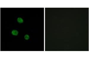 Immunofluorescence (IF) image for anti-Heterogeneous Nuclear Ribonucleoprotein M (HNRNPM) (AA 11-60) antibody (ABIN2889505) (HNRNPM Antikörper  (AA 11-60))