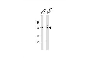 Western blot analysis of lysates from A549, MCF-7 cell line (from left to right), using P2R2C Antibody (N-term) (ABIN6244164 and ABIN6577724). (PPP2R2C Antikörper  (N-Term))