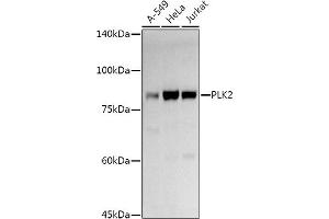 Western blot analysis of extracts of various cell lines, using PLK2 antibody (ABIN6132905, ABIN6145776, ABIN6145778 and ABIN6222860) at 1:1000 dilution. (PLK2 Antikörper  (AA 322-671))