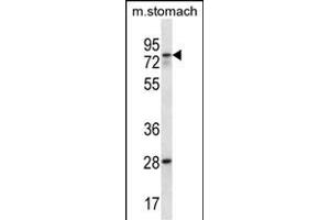 WBSCR17 Antibody (C-term) (ABIN657083 and ABIN2846243) western blot analysis in mouse stomach tissue lysates (35 μg/lane). (WBSCR17 Antikörper  (C-Term))