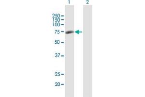 Western Blot analysis of GPATCH4 expression in transfected 293T cell line by GPATCH4 MaxPab polyclonal antibody. (GPATCH4 Antikörper  (AA 1-446))