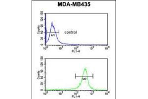 Flow cytometric analysis of MDA-MB435 cells (bottom histogram) compared to a negative control cell (top histogram).