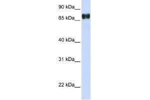 PLEKHA4 antibody used at 1 ug/ml to detect target protein. (PLEKHA4 Antikörper)