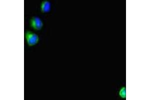 SHROOM3 antibody  (AA 1309-1571)