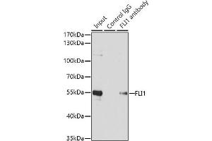 Immunoprecipitation analysis of 200 μg extracts of Jurkat cells using 1 μg FLI1 antibody (ABIN6129576, ABIN6140673, ABIN6140674 and ABIN6221283). (FLI1 Antikörper  (AA 1-100))