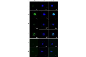 Immunofluorescence (Cultured Cells) (IF (cc)) image for anti-Mucin 2, Oligomeric Mucus/gel-Forming (MUC2) (C-Term) antibody (ABIN2854828)