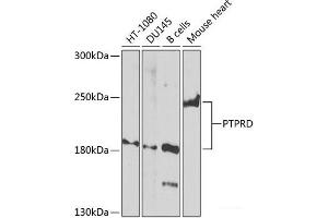 PTPRD Antikörper