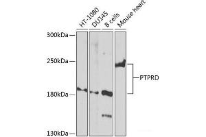 Western blot analysis of extracts of various cell lines using PTPRD Polyclonal Antibody at dilution of 1:1000. (PTPRD Antikörper)