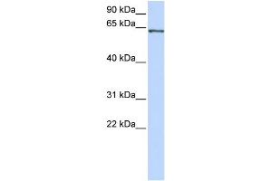 WB Suggested Anti-RELA Antibody Titration:  0.