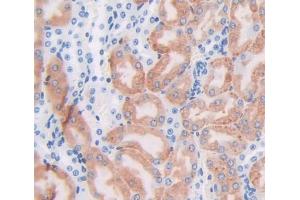 IHC-P analysis of Mouse Tissue, with DAB staining. (FTH1 Antikörper  (AA 1-182))